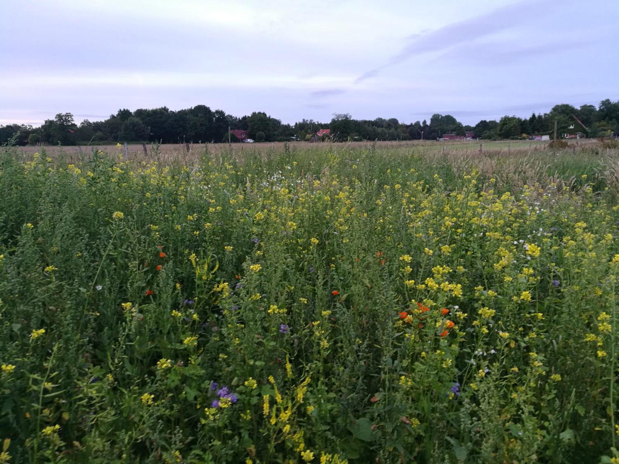 Neu! Landhaus Ostfriesenruhe Berumbur Esterno foto